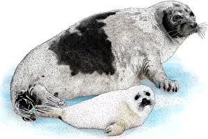Seal Prints: Harp Seal