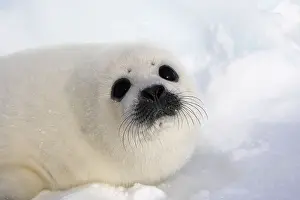 Shot Prints: Harp Seal Baby, Young White Seal on the Ice and Snow