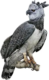 Eagle Prints: Harpy Eagle, Harpia harpyja, Illustration