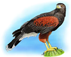 Hawk Prints: Harris Hawk