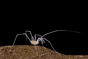 Long Prints: Harvestman