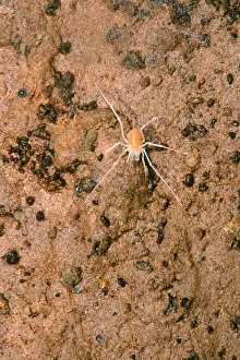 Harvestman Prints: Harvestman (Crosbyella sp.) in cave