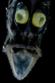 Fish Prints: Hatchetfish (Argyropelecus sp.)