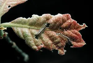 Introduced Prints: Hatching Gypsy Moths