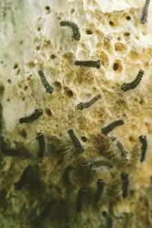 Introduced Prints: Hatching Gypsy Moths