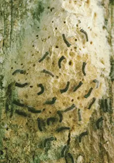 Introduced Prints: Hatching Gypsy Moths