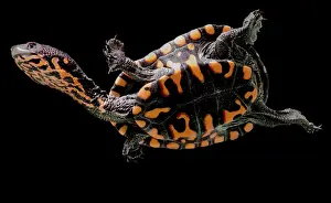 Breeding Prints: Hatchling Timor Island Snake Neck Turtle (Chelodina timorensis)