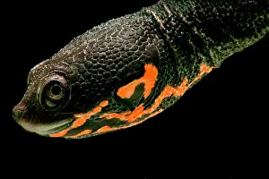 Breeding Prints: Hatchling Timor Island Snake Neck Turtle (Chelodina timorensis)