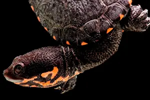 Breeding Prints: Hatchling Timor Island Snake Neck Turtle (Chelodina timorensis)