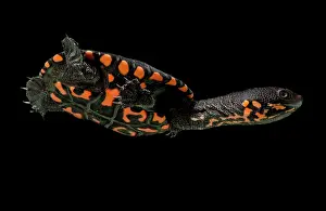 Breeding Prints: Hatchling Timor Island Snake Neck Turtle (Chelodina timorensis)