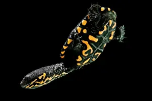 Breeding Prints: Hatchling Timor Island Snake Neck Turtle (Chelodina timorensis)