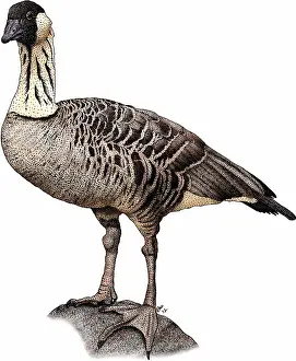 Geese Prints: Hawaiian goose