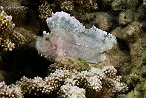 Hawaii Prints: Hawaiian Leaf Fish (Taenianotus triacanthus)