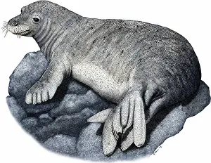 Seal Prints: Hawaiian monk seal