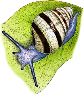 Graphics Prints: Hawaiian Tree Snail