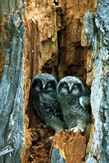 Mixed Science Images Prints: Hawk owlets taking a look