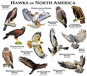 Poster Prints: Hawks of North America
