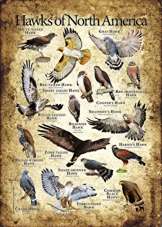 Hawk Prints: Hawks of North America