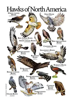 Poster Prints: Hawks of North America
