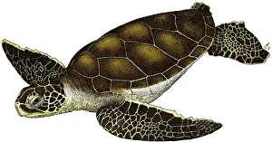 Turtle Prints: Hawksbill Sea Turtle