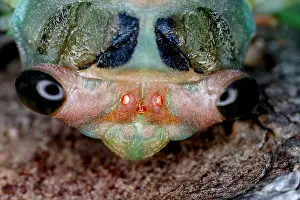Insect Prints: Head of cicada