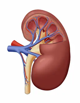 Cross Prints: Healthy Kidney, Cutaway, Illustration