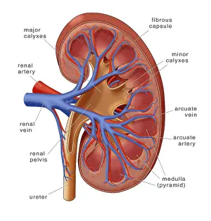 System Prints: Healthy Kidney, Illustration