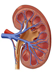 Major Prints: Healthy Kidney, Illustration