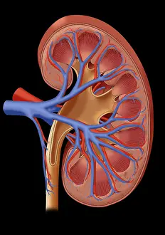 Major Prints: Healthy Kidney, Illustration