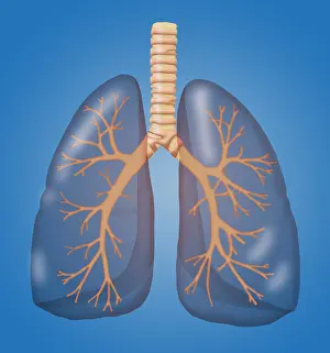 Bronchial Prints: Healthy Lungs