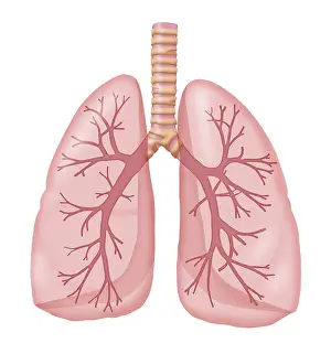 Bronchial Prints: Healthy Lungs