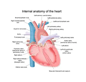 Medical Prints: Heart Anatomy