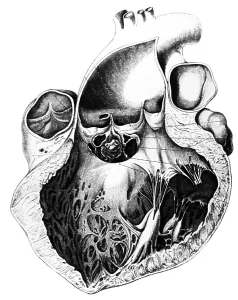 Karl Prints: Heart Anatomy, Carl von Rokitansky, 1875