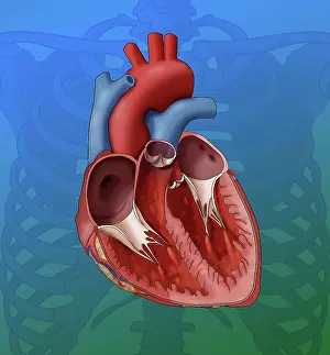 Atrium Prints: Heart Anatomy, Illustration