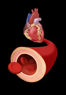 Cross Prints: Heart and Artery