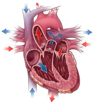 Flow Prints: Heart Blood Flow