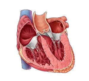 Chambers Prints: Heart Chambers, Illustration