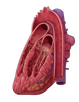 Cross Prints: Heart Cross Section, Illustration