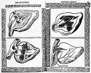 Internal Prints: Heart Illustration, 1523