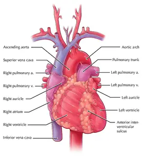 Diagram Prints: Heart, Illustration