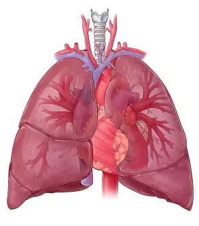 Diagram Prints: Heart Illustration, with Pulmonary Veins