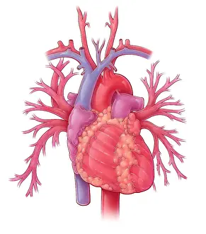 Diagram Prints: Heart Illustration, with Pulmonary Veins