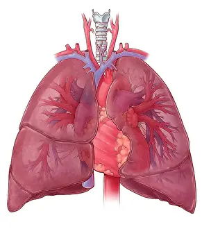Diagram Prints: Heart and Lung Anatomy, Illustration