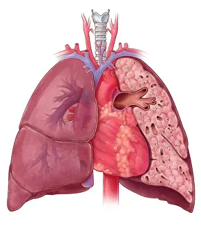 Diagram Prints: Heart and Lung Anatomy, Illustration