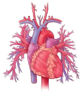 Trunk Prints: Heart and Pulmonary Vessels, Illustration