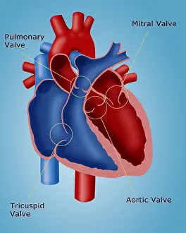 Diagram Prints: Heart Valves