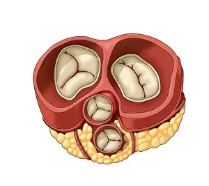 Aortic Prints: Heart Valves, Illustration
