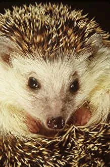 Closeup Prints: Hedgehog