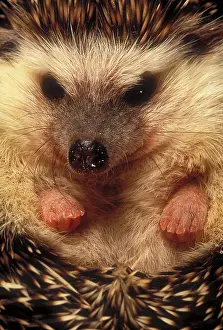 Misc 2 Prints: Hedgehog
