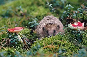 Mushroom Prints: Hedgehog, Russia